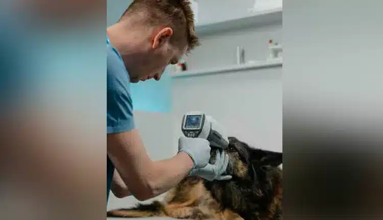 Medicina veterinária preventiva: benefícios além da saúde animal