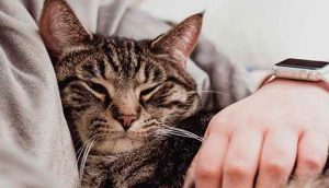 Pets da aquisição à prevenção de doenças