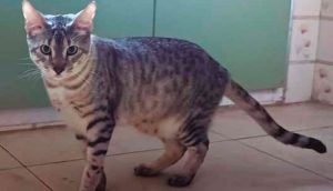 Gato Savannah - Doméstico com aparência selvagem