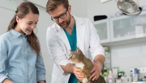 Estudo revela que dois terços dos veterinários brasileiros estão se especializando