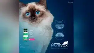 Boehringer Ingelheim lança linha Purevax® e inova na vacinação felina no Brasil