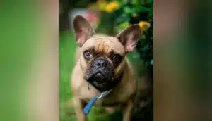 O Bulldog Francês