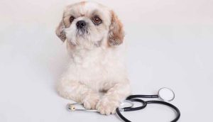 Dia do Médico-Veterinário - Uma homenagem especial