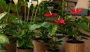 Perigo em casa: médica veterinária aponta plantas mais tóxicas para os pets e o que fazer em caso de envenenamento