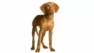 Vizsla Húngaro - Atleta, dócil e brincalhão