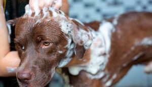 Grooming em transformação: saúde, bem-estar e novas oportunidades de mercado