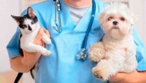 Qual a idade certa para castrar seu pet?