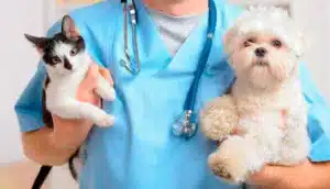 Qual a idade certa para castrar seu pet?