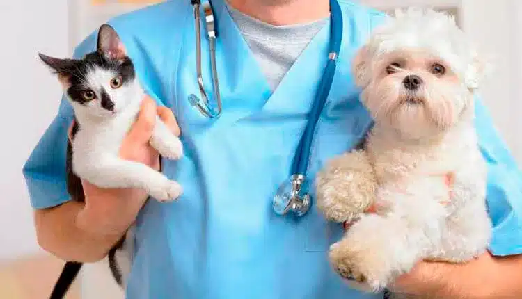 Qual a idade certa para castrar seu pet?