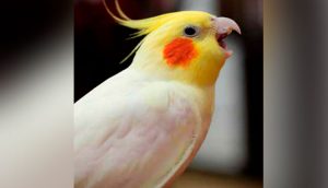 Calopsitas sociais e inteligentes