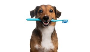 Falta de cuidado com a higiene bucal afeta mais de 80% dos pets e pode causar doenças no coração, rins e fígado, alerta veterinária