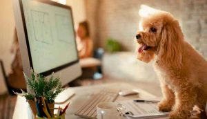 O ano do pet no Brasil: Mercado cresce, busca por serviços e se intensifica