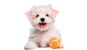 10 de dezembro: Dia Internacional dos Direitos dos Animais - como a alimentação natural acelera a reabilitação de cães resgatados