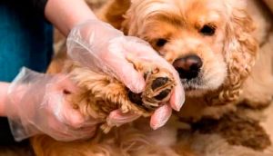 Muito além de carrapatos e pulgas: o risco do bicho-de-pé nas férias e como proteger seu cão