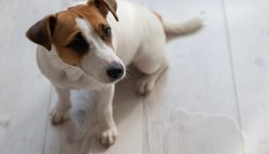 Xixi e cocô difíceis? Veterinário adverte: pode ser sinal de displasia e exige diagnóstico rápido