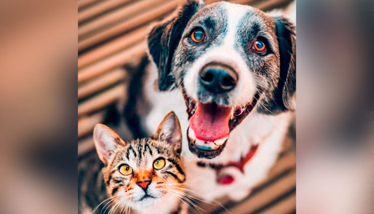 O que você não vê pode ser oque mais importa.” O Elo perdido dos hormônios sexuais