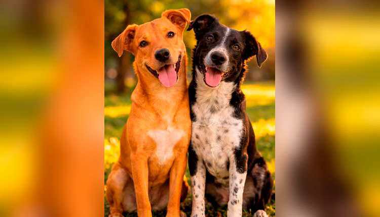 por que os cães sem raça definida conquistam o Brasil