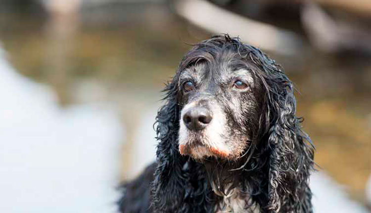Envelhecimento dos pets exige atenção redobrada para doenças silenciosas