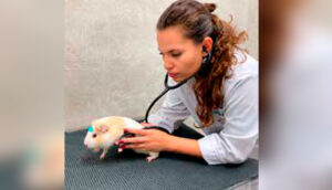 Porquinho-da-índia na clínica: o básico que todo veterinário pode fazer