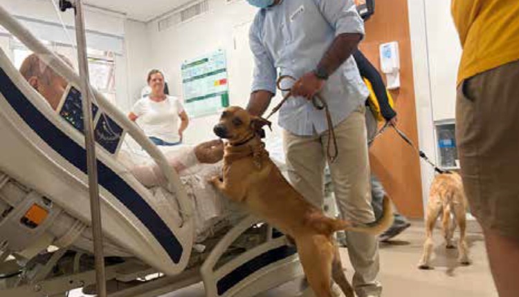 Cães resgatados se tornam terapeutas no GRAACC para apoio à crianças em tratamento oncológico