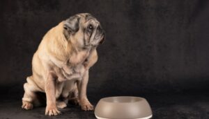 Nutrição por fase: por que a alimentação do cão não deve sera mesma ao longo da vida