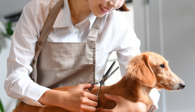 Protocolo é Lucro: Em 2026, o Banho e Tosa precisa parar de operar no improviso