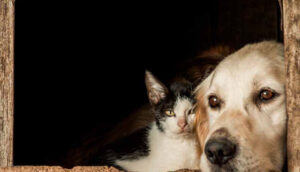 Longevidade Pet: A nova era do cuidado preventivo