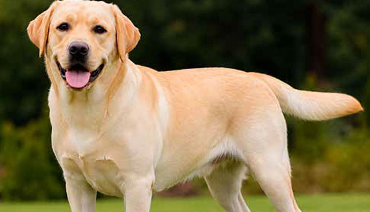 Labrador: O gigante carinhoso que conquistou o mundo