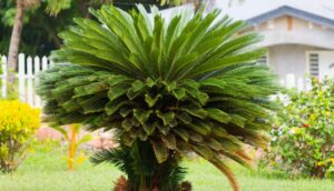 Cinco plantas ornamentais que podem representar riscos para pets e crianças
