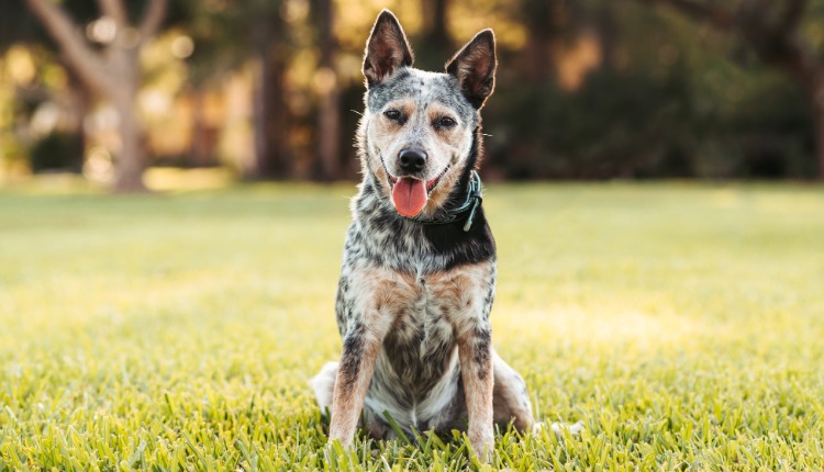 Australian Cattle Dog