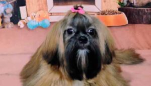 Shih Tzu: O leão imperial que virou o queridinho dos lares urbanos