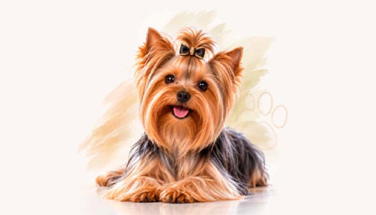 Yorkshire Terrier: O pequeno gigante que consquistou o coração dos tutores brasileiros